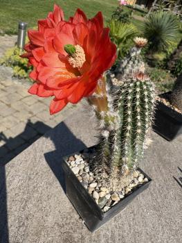 Echinocereus huitcholensis